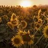 gldnsunflowers